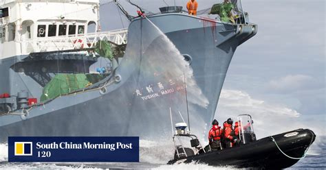 Sea Shepherd Foundation slams Australia as 'cowardly' on whaling ...