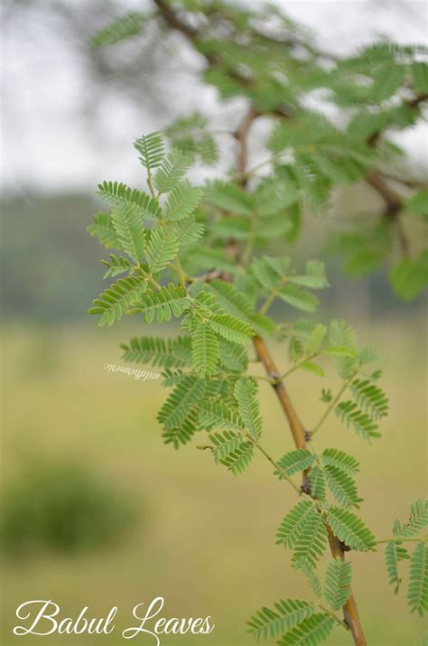 5 Top Benefits Of Babul Tree (Babool) - Wildturmeric