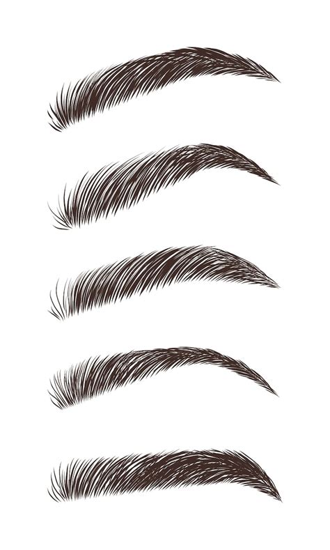 Premium Vector | Eyebrows in different shapes