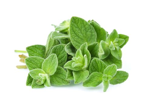 Oregano Facts and Health Benefits