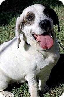 Liberty | Adopted Dog | Georgetown, TX | Basset Hound/Bulldog Mix