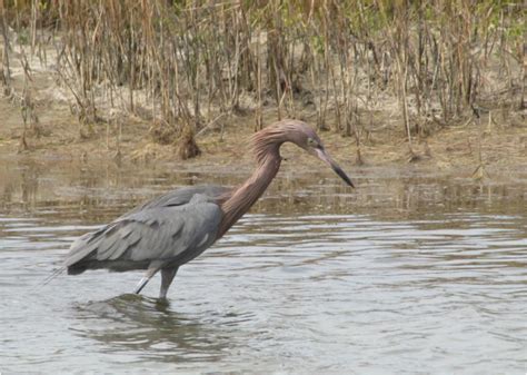 Aransas National Wildlife Refuge, TX - Found Nature