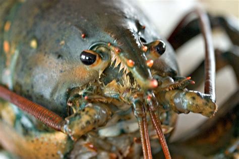 Lobster antennules inspiring robotic ‘noses’ – Calvin University Chimes