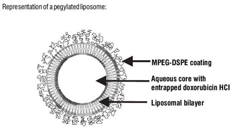 Doxorubicin Liposomal - FDA prescribing information, side effects and uses