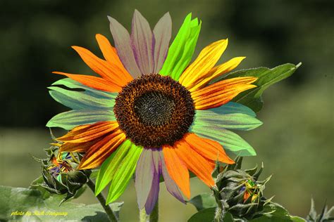 Rainbow Sunflower Photograph by Rich Tanguay - Pixels