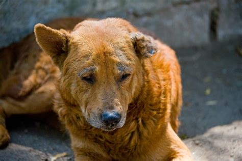 Demodex in Dogs - Symptoms, Causes, Diagnosis, Treatment, Recovery ...