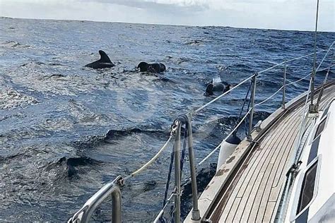 Whale watching boat trip Los Gigantes (Tenerife South West) | sunbonoo.com