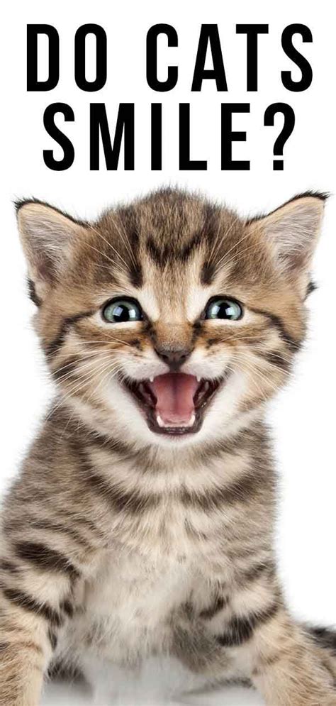 Do Cats Smile? ...And How To Spot A Happy Cat! | Happy cat, Cats, Tabby ...