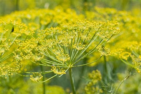 Fennel | Diseases and Pests, Description, Uses, Propagation