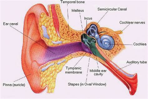 HUMAN EAR: OUTER EAR, MIDDLE EAR, INNER EAR, HEARING « SimpleBiology