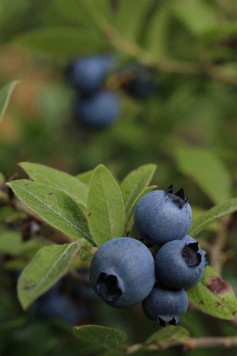 Wild Blueberry Bush Free Stock Photo - Public Domain Pictures