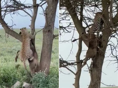 leopard climbing up the tree holding dead animal with its jaws people are stunned watching its ...