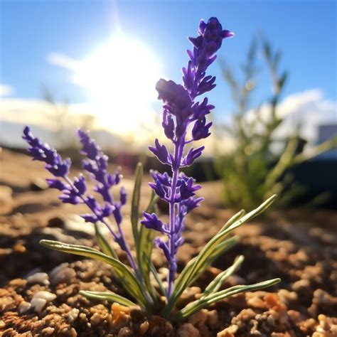 Premium Photo | Lavender bush in the summer garden