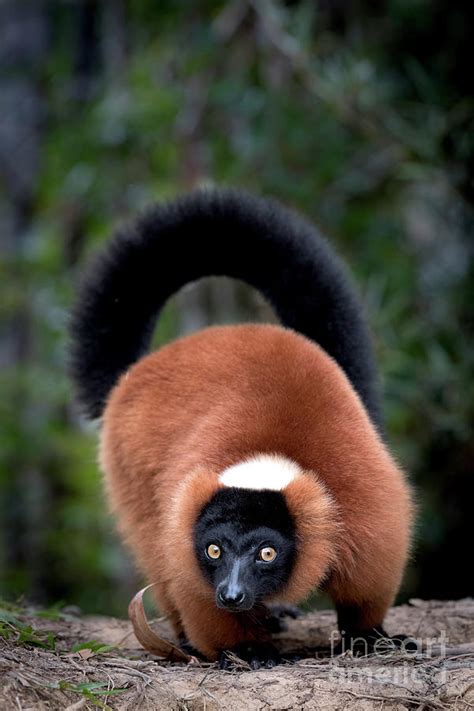 Red-ruffed lemur Photograph by Tony Camacho - Fine Art America