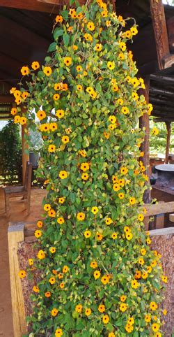 Black-eyed Susan Vine, Thunbergia alata – Wisconsin Horticulture