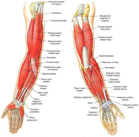 Elbow Muscles Diagram | Porn Sex Picture