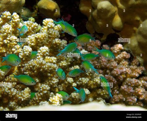 Red Sea diving Stock Photo - Alamy