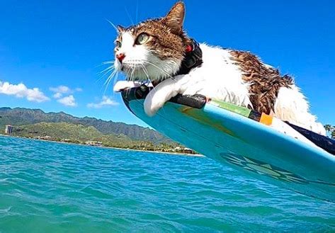 Meet Hokule’a…The Hawaiian Surf Cat