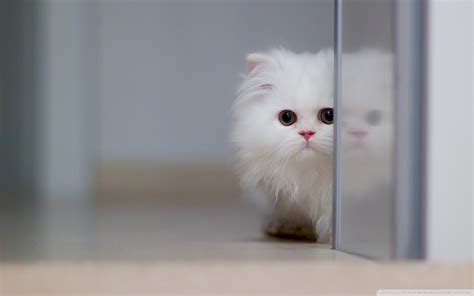 Cute White Cat Ultra HD Desktop Background Wallpaper for 4K UHD TV ...