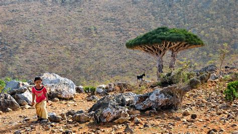 Trying to Hold Its Own, Yemeni Island of Socotra Figures in Both Saudi ...