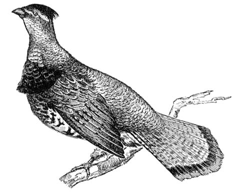 ruffed grouse clipart - Clip Art Library