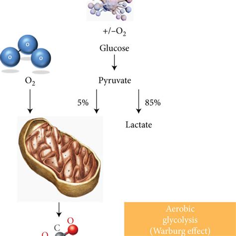 (PDF) Mechanism, Clinical Significance, and Treatment Strategy of Warburg Effect in ...