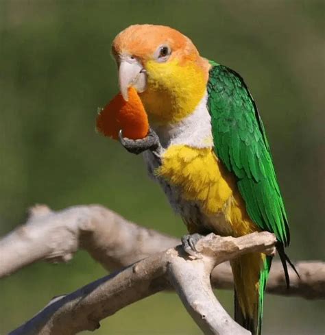 Caique Parrot Personality - Green-thighed Parrot The Fun Pet