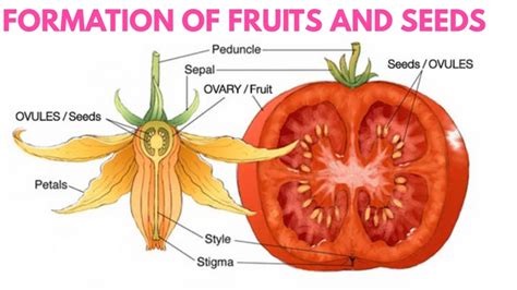 Formation of seeds and fruits in plants || Formation of seeds in hindi || DARSHAN CLASSES - YouTube