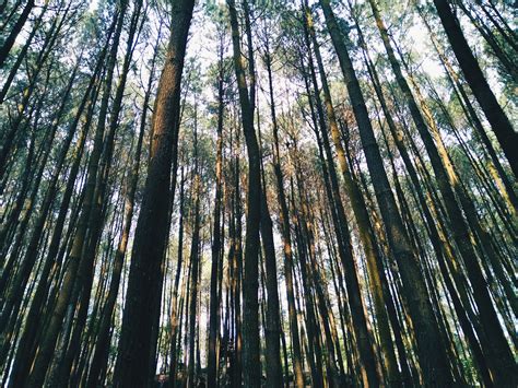 Download Background Hutan Pinus On Itl.cat