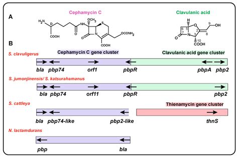 IJMS | Free Full-Text | Penicillin-Binding Proteins, β-Lactamases, and ...