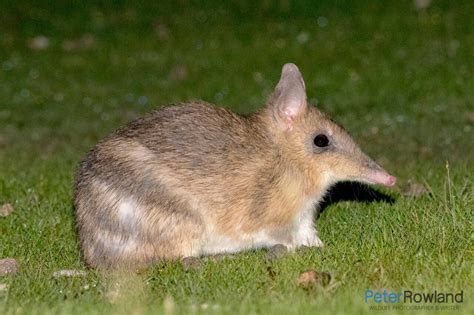 Eastern Barred Bandicoot - Peter Rowland Photographer & Writer