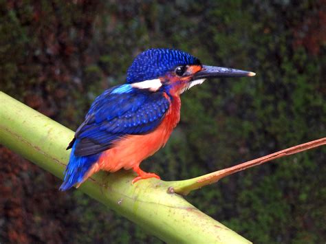 Blue-eared Kingfisher - Profile | Facts | Call | Traits - BirdBaron