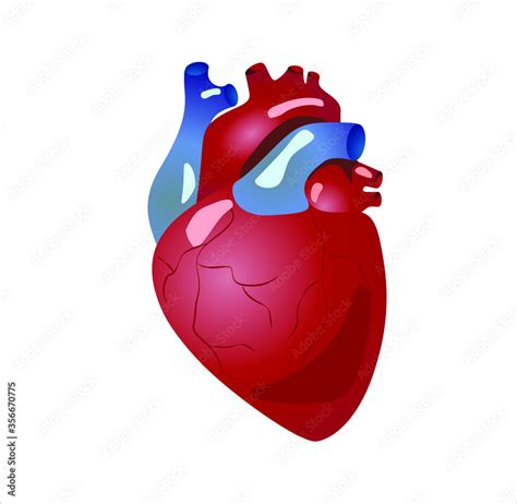 Human heart anatomy. Organs symbol. Vector illustration in cartoon ...