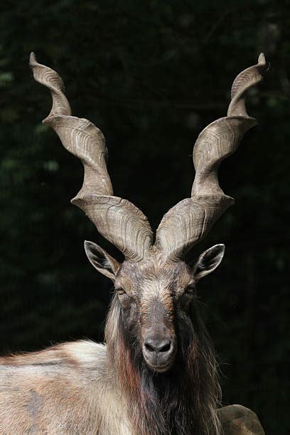 610+ Markhor Goat Head Stock Photos, Pictures & Royalty-Free Images - iStock