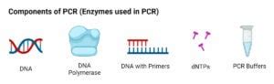 PCR Machine- Principle, Parts, Steps, Types, Uses, Examples