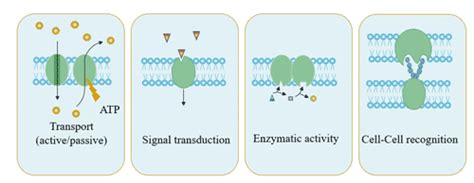 A Resume for Transmembrane Proteins-CUSABIO