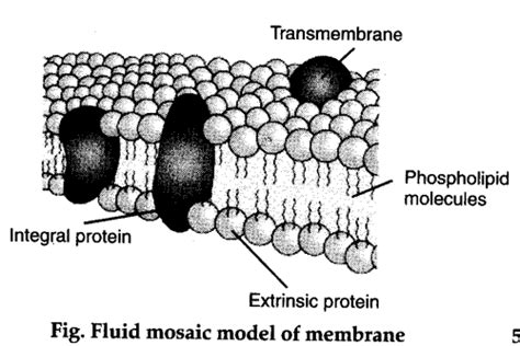 ️ Describe the fluid mosaic model for the cell membrane. Describe the Fluid Mosaic Model of cell ...