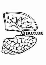 Coloring Page Lungs  Img 9488 Lunges Pages Color sketch template