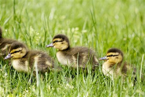 Do Male Ducks Help Raise Ducklings