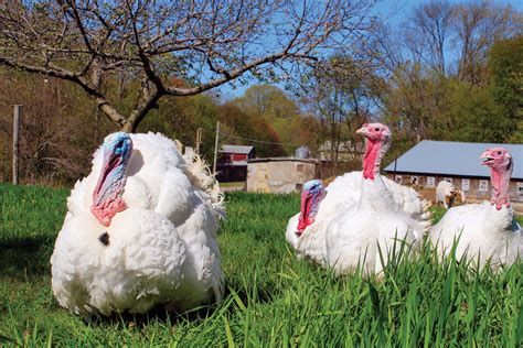 These Local Farms Have Everything You Need for an At-Home Thanksgiving ...