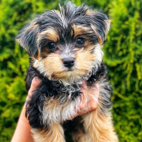 Find Available Morkie Puppies for Sale in Chula Vista, California