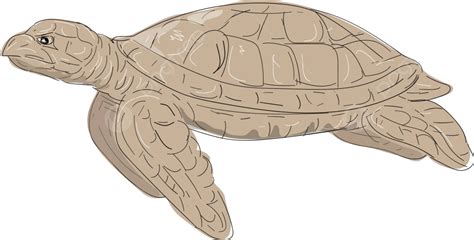 Hawksbill Sea Turtle Side Drawing Hawksbill Sea Turtle Aquatic Vector ...