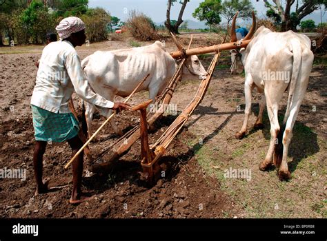 A farmer ploughing the field using cattle ; india Stock Photo - Alamy