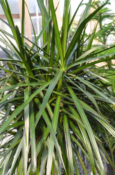 Dracaena Marginata | Dragon Tree | Scotts Garden Centre