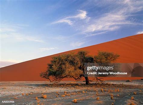 1,203 Camelthorn Tree Stock Photos, High-Res Pictures, and Images - Getty Images