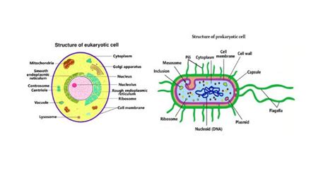 Cell membrane of prokaryotic cell and eukaryotic cell - Science Query