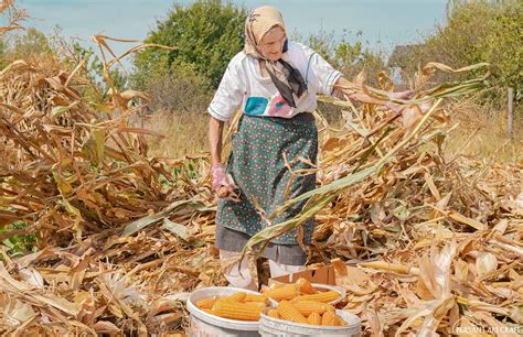 Harvesting Corn By Hand, Just Like in Olden Days