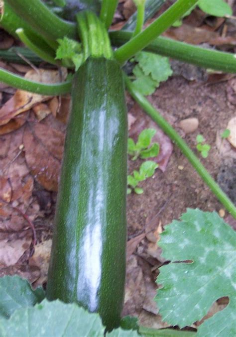 Summer Squash - Black Beauty Zucchini - St. Clare Heirloom Seeds