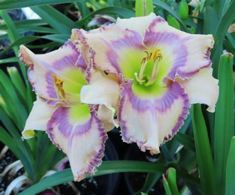 PETAL PUSHER DAYLILIES - SOUND WAVES