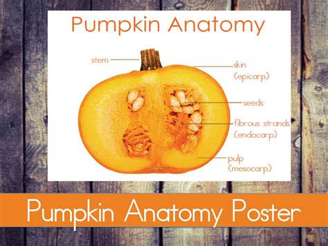 Pumpkin Anatomy Poster | Etsy